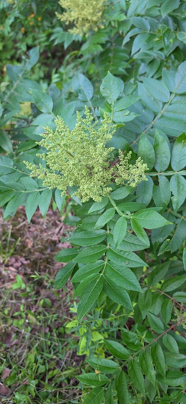 Winged Sumac