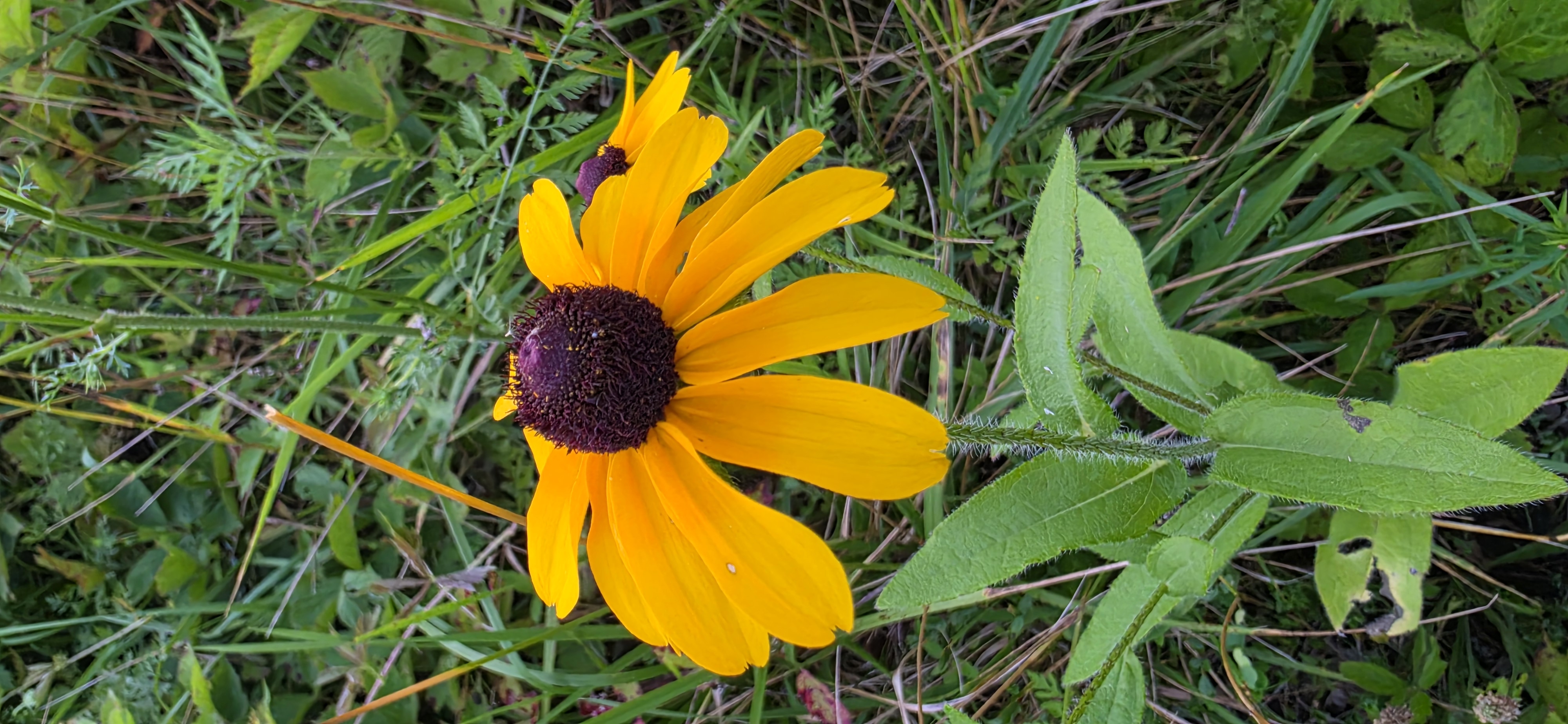 Black-eyed Susan