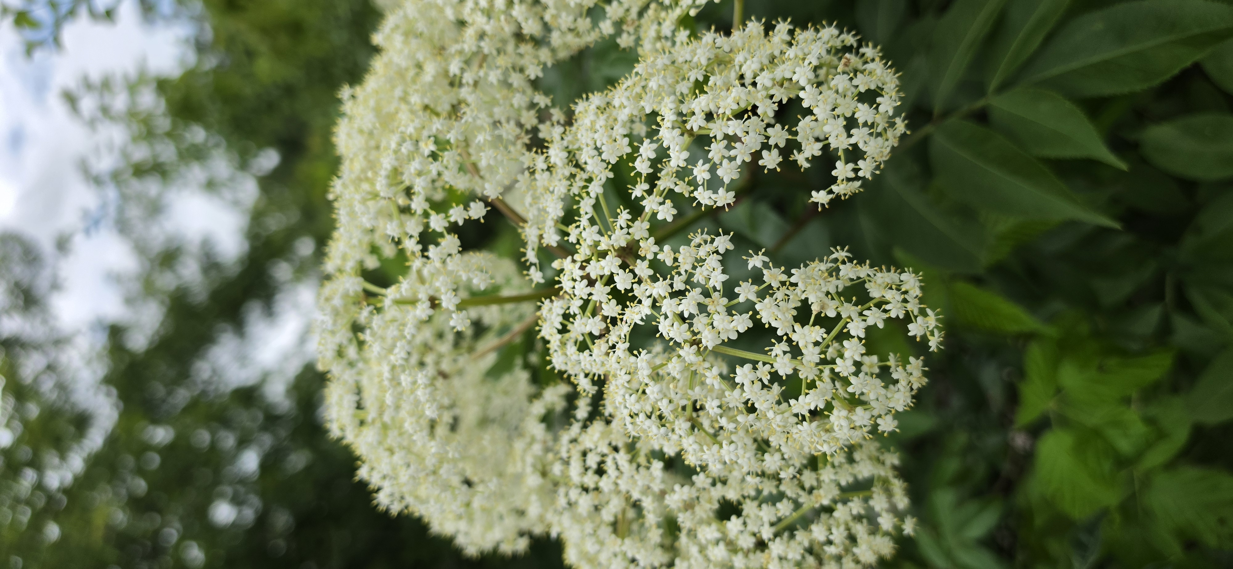 Elderberry